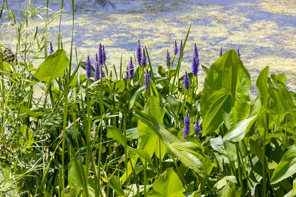 Pickerelweed Pickerel Rush Water Hyacint Pontederia Cordata Das Pflückergras Oder — Stockfoto