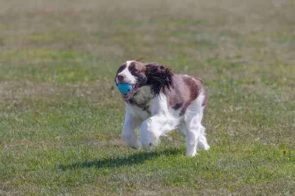 Springer Spaniel Correndo Cão Com Uma Bola — Fotografia de Stock