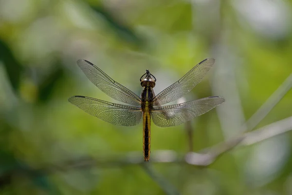 Broad Bodied Chaser Broad Bodied Darter Libellula Depressa One Most — Stock Photo, Image