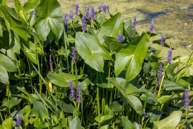 Pickerelweed, Pickerel Rush Water sümbülü (Pontederia kordata). Toptancı otu ya da toplayıcı otu, yerli amerivan çiçekleri.