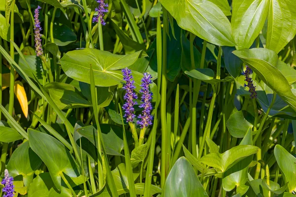 Pickrelweed Pickerel Rush Water Hyacint Pontederia Cordata 漬物や漬物 ネイティブアメリバンの花 — ストック写真