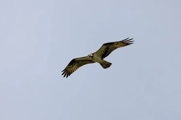 오스프리 Pandion Haliaetus 암컷이 둥지로 날아갑니다 — 스톡 사진