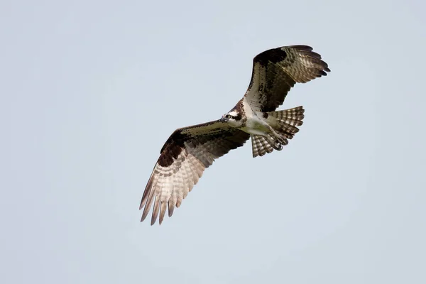 Falco Pescatore Occidentale Pandion Haliaetus Femmina Vola Nido — Foto Stock