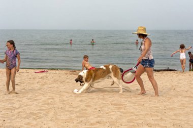 St. Bernard köpeği olan bir aile kumsalda oynuyor.