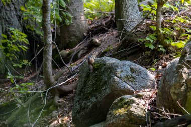 Doğu sincabı (Tamias striatus) ormandaki bir taşın üzerinde oturuyor.