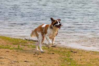 St. Bernard dog is playing on the beach lake Michigan