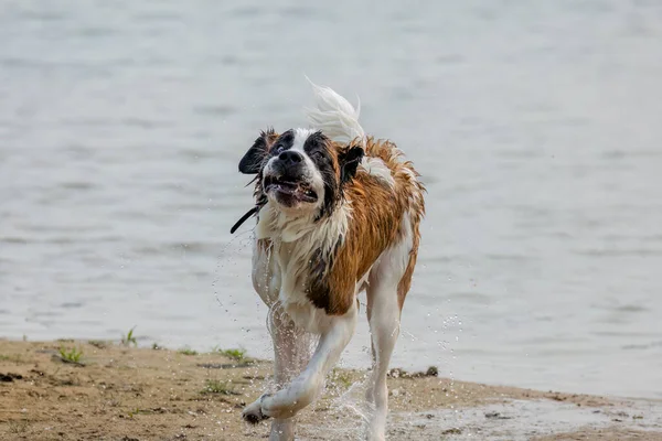 Bernard Dog Playing Beach Lake Michigan — стокове фото