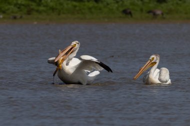 Amerikan beyaz pelikanı (Pelecanus erythrorhynchos) ava çıktı