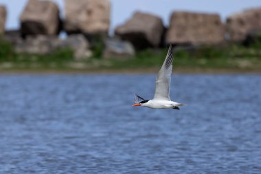 Hazar Deniz Feneri (Hidroprogne Kaspiya) uçuşta