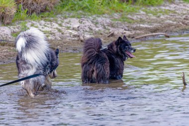 Sibirya Husky 'si sıcak bir yaz gününde çamurda ve suda oynamaktan hoşlanır.