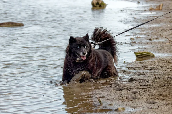 Sibirya Husky 'si sıcak bir yaz gününde çamurda ve suda oynamaktan hoşlanır.