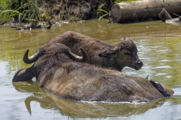 The water buffalo (Bubalus bubalis) with calf, also called the domestic water buffalo or Asian water buffalo