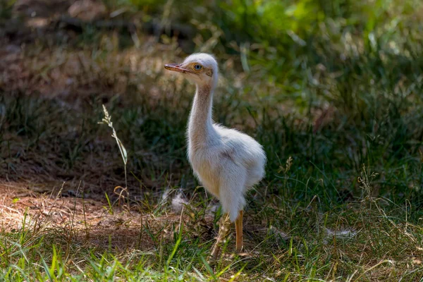 Young Greater Rhea Rhea Americana One Two Extant Species Native — Stock Photo, Image
