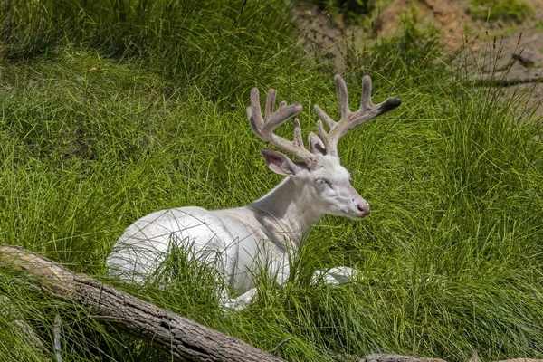 白い鹿の珍しい白い形をしている ビロードのアントラーでディアを休ませる — ストック写真