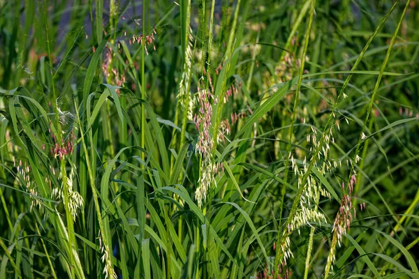 ウィスコンシン州の北部野生の米 Zizania Palustris 北アメリカのグレートレイクス地域に原産の年間植物 ロイヤリティフリーのストック写真