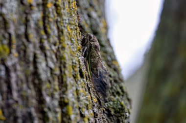 Wisconsin 'deki köpek günü ağustos böceği (Neotibicen canicularis). Yetişkin, başkalaşımı tamamladıktan sonra tamamen gelişmiş böcekler..