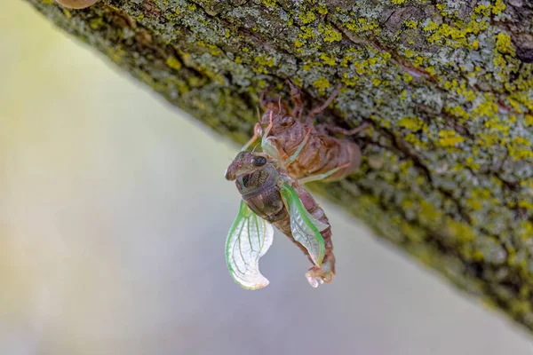 Dog Day Cicada Neotibicen Canicularis Final Stage Larval Adult Insect — Stock Photo, Image