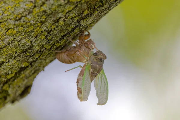 Köpek Günü Ağustos Böceği Neotibicen Canicularis Yetişkin Böcek Dönüşümünün Larvanın — Stok fotoğraf