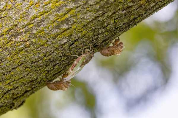 Den Psů Cicada Neotibicen Canicularis Závěrečná Fáze Přeměny Larvy Dospělého — Stock fotografie