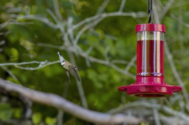 Yakut boğazlı sinekkuşu (Archilochus colubris)