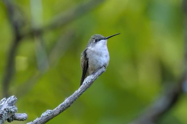 Yakut boğazlı sinekkuşu (Archilochus colubris)