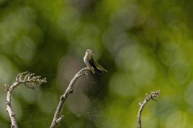 Yakut boğazlı sinekkuşu (Archilochus colubris)