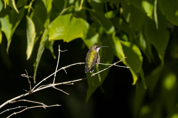 Kolibřík Rubínový Archilochus Colubris — Stock fotografie