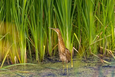 Amerikan bittern (Botaurus lenginosus). Horicon bataklığında genç bir kuş