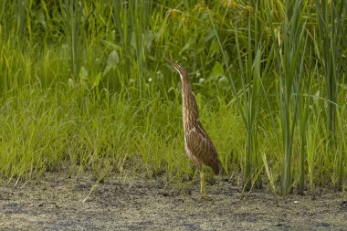 Amerikan bittern (Botaurus lenginosus). Horicon bataklığında genç bir kuş