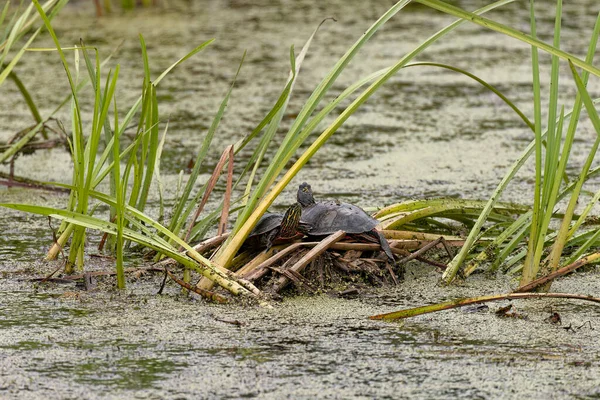 The painted turtle (Chrysemys picta).The painted turtle is the most widespread native turtle of North America
