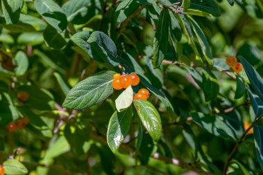 Tatar hanımeli (Lonicera tatarica), Kuzey Amerika 'da bulunan çok sayıda egzotik hanımeli türünden biridir. İstilacı türler.