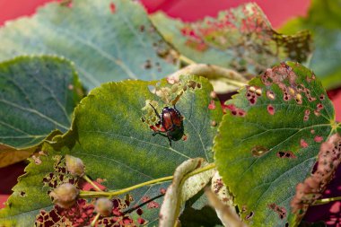 Japon böceği (Popillia japonica), böcek türünün bir türüdür. İstilacı böcek..