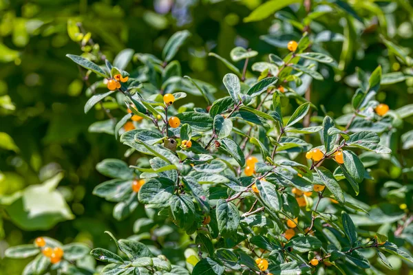 Tatar hanımeli (Lonicera tatarica), Kuzey Amerika 'da bulunan çok sayıda egzotik hanımeli türünden biridir. İstilacı türler.