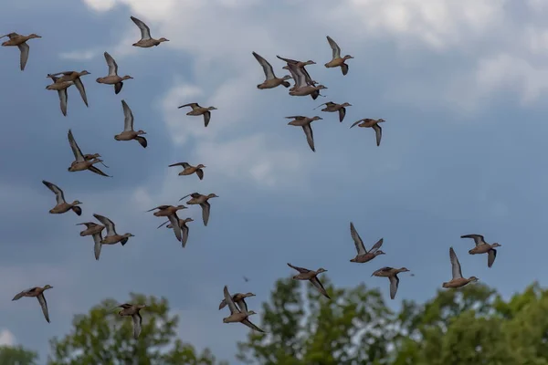 Flock of Blue - winged Teal in flight, Smaller American duck.