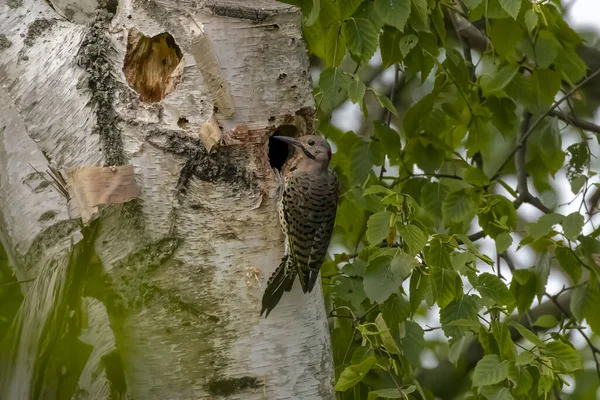 Bird. The northern flicker. Natural scene from state park of Wisconsin.
