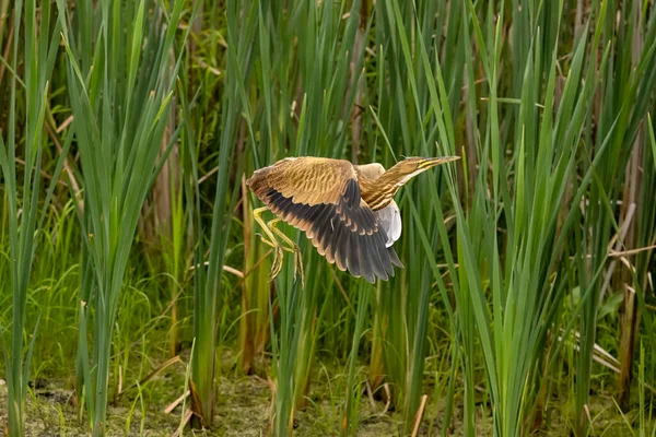 American Bittern Botaurus Lentiginosus Juvenile Bird Horicon Marsh — Stock Photo, Image