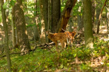 Beyaz kuyruklu geyik veya Virginia geyiği (Odocoileus virginianus)