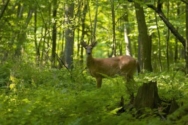 Beyaz kuyruklu geyik veya Virginia geyiği (Odocoileus virginianus)