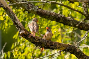  Tüy döken kuşlar - kuzey kardinali (Cardinalis cardinalis). Kardinallerin rekabeti ve düelloları 