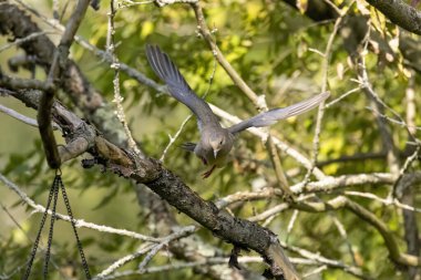 Yas güvercini (Zenaida makroura) uçuyor.