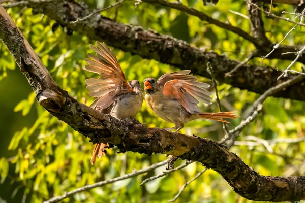 Aves Muda Cardeal Norte Cardinalis Cardinalis Rivalidade Duelos Dos Cardeais — Fotografia de Stock