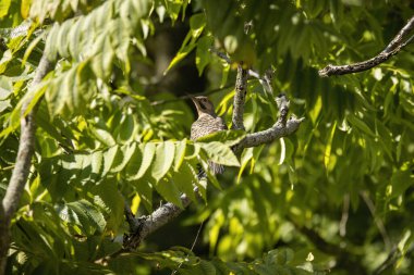 Kuzey titreşimli (Colaptes auratus), göç eden kuş.