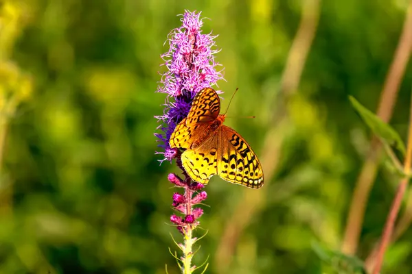 The great spangled fritillary (Speyeria cybele). North American butterfly