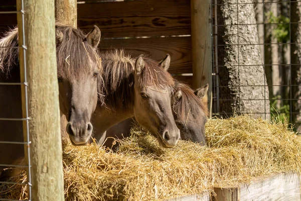 Les Descendants Tarpan Sauvage Equus Ferus Ferus Également Connu Sous Images De Stock Libres De Droits