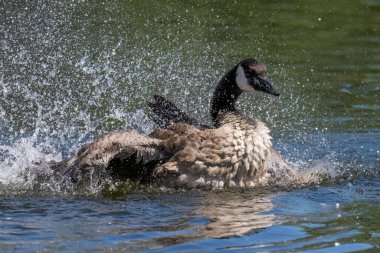 Banyo yapan Kanada kazı (Branta kanadensis)