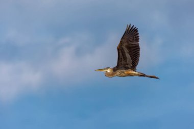  Uçan büyük mavi balıkçıl (Ardea herodias). En büyük Amerikan balıkçıl balığı.