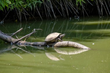 Kuruyan deredeki kaplumbağa. Boyalı kaplumbağa (Chrysemys picta), Kuzey Amerika 'nın en yaygın yerli kaplumbağasıdır.