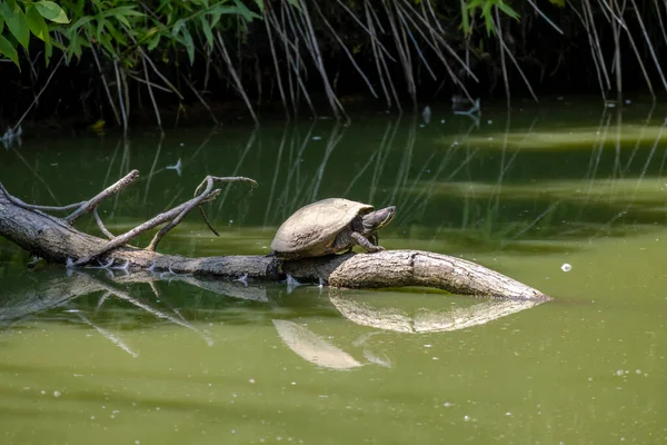 The turtle on drying creek.The painted turtle (Chrysemys picta) is the most widespread native turtle of North America