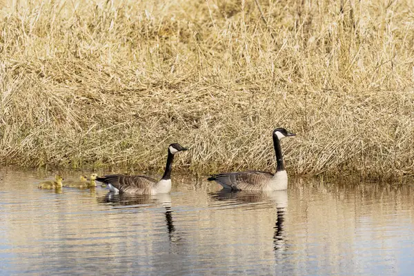 Canada Geese Branta Canadensis Goslings Lake — Stock Photo, Image