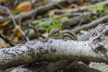 Sonbaharda parktaki Doğu sincabı (Tamias striatus)